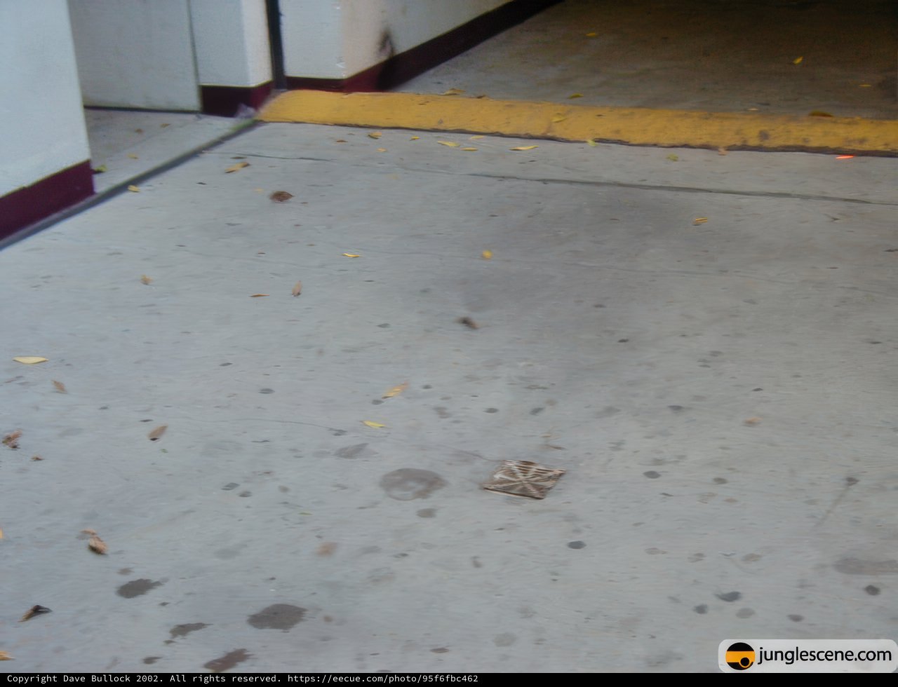 The Spider on the Garage Floor