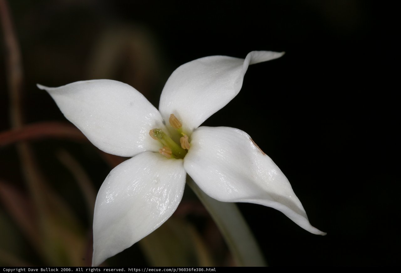 White Lily on a Dark Background