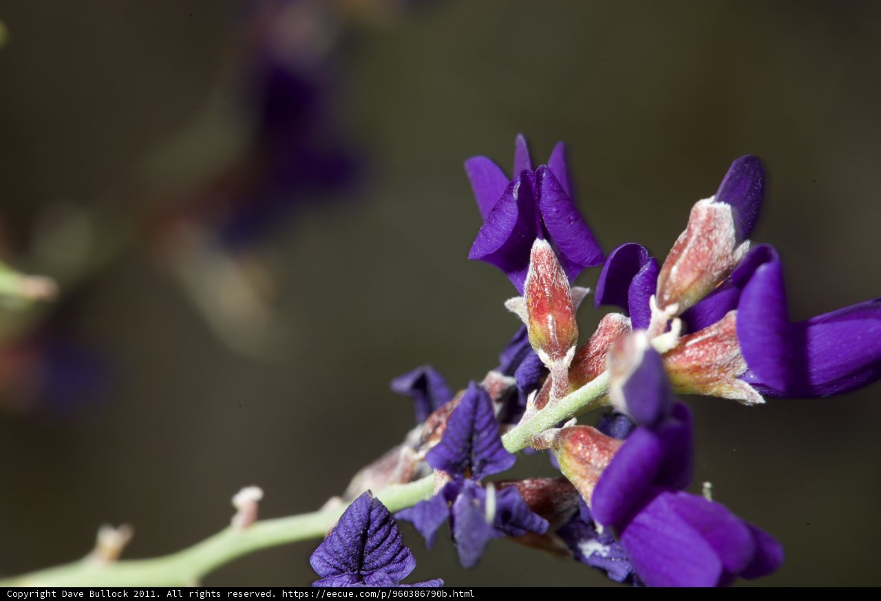 Purple Petals