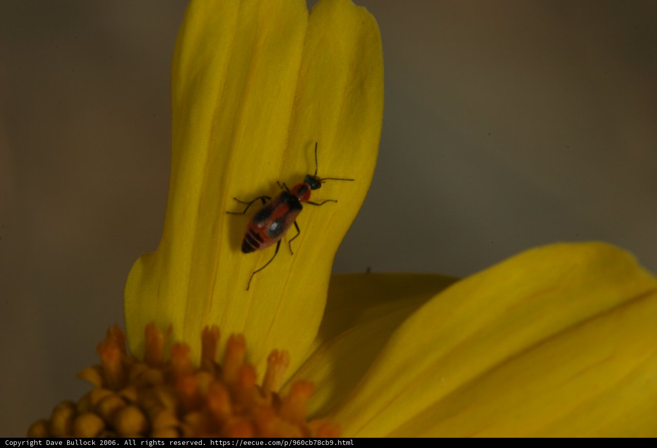 Pollen Collector