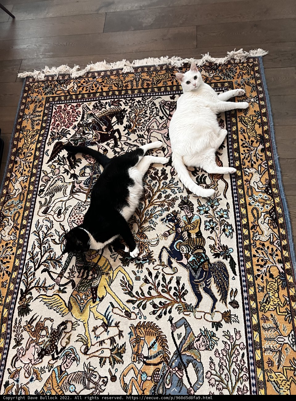 Feline Friends on a Cozy Rug
