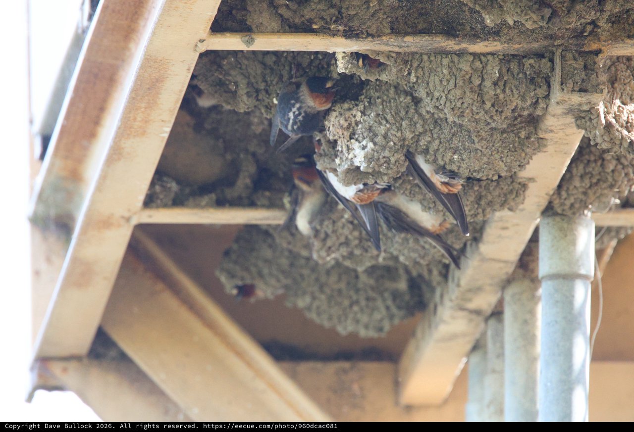 Cliff Swallow Nesting Colony Under Building Eaves