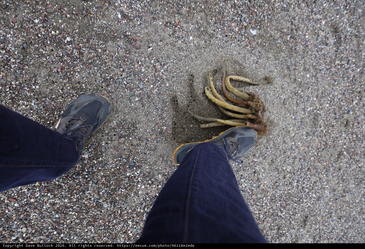 Beachcomber Discovers Washed-Up Kelp on Sandy Shore