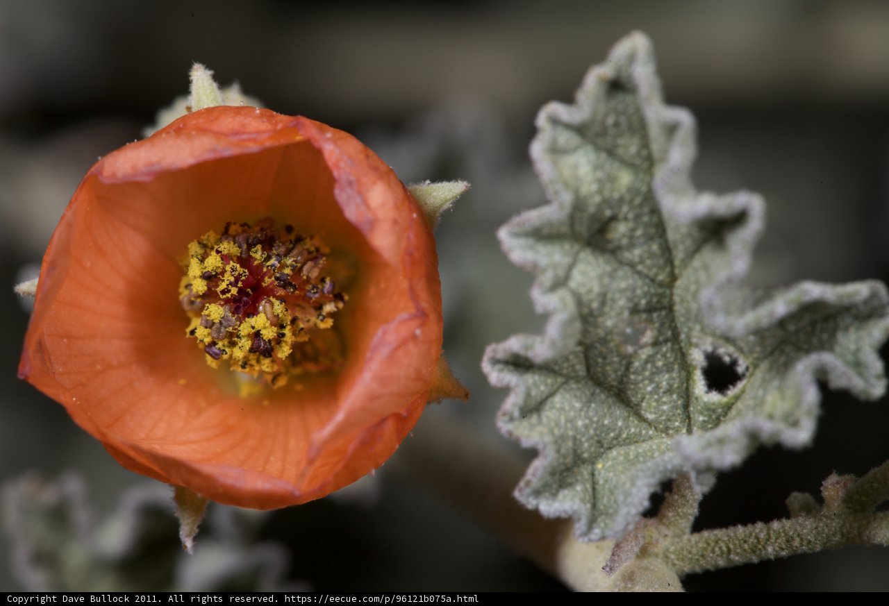 Vibrant Orange Flower with a Cheery Yellow Center