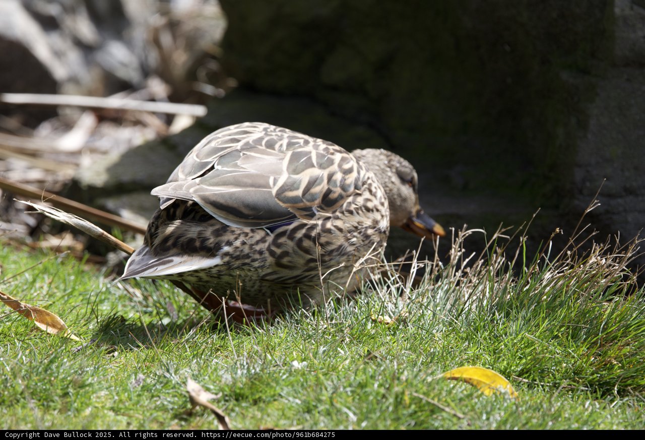 Nature's Camouflage: The Elusive Mallard