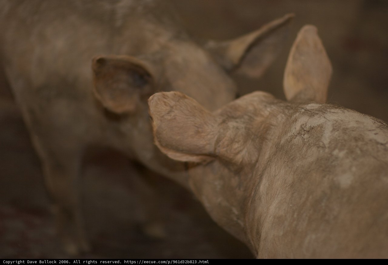 Pig Pals
