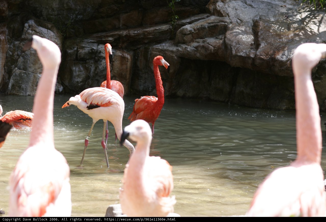 Flock of Pink Feathers