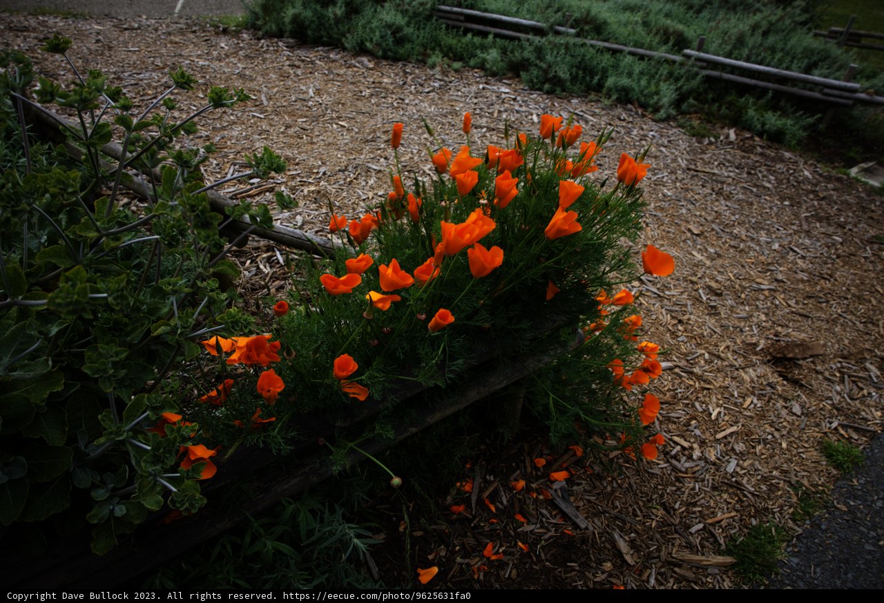 A Blooming Bench in the San Francisco Botanical Garden