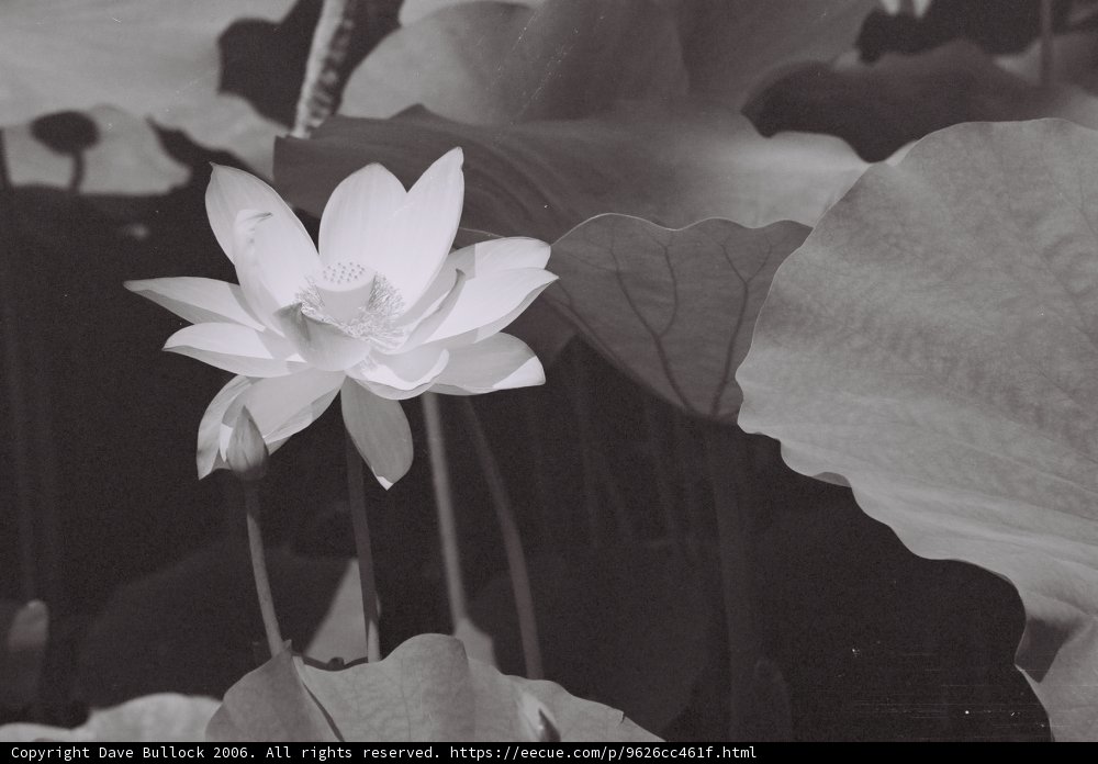 Beauty in Simplicity
