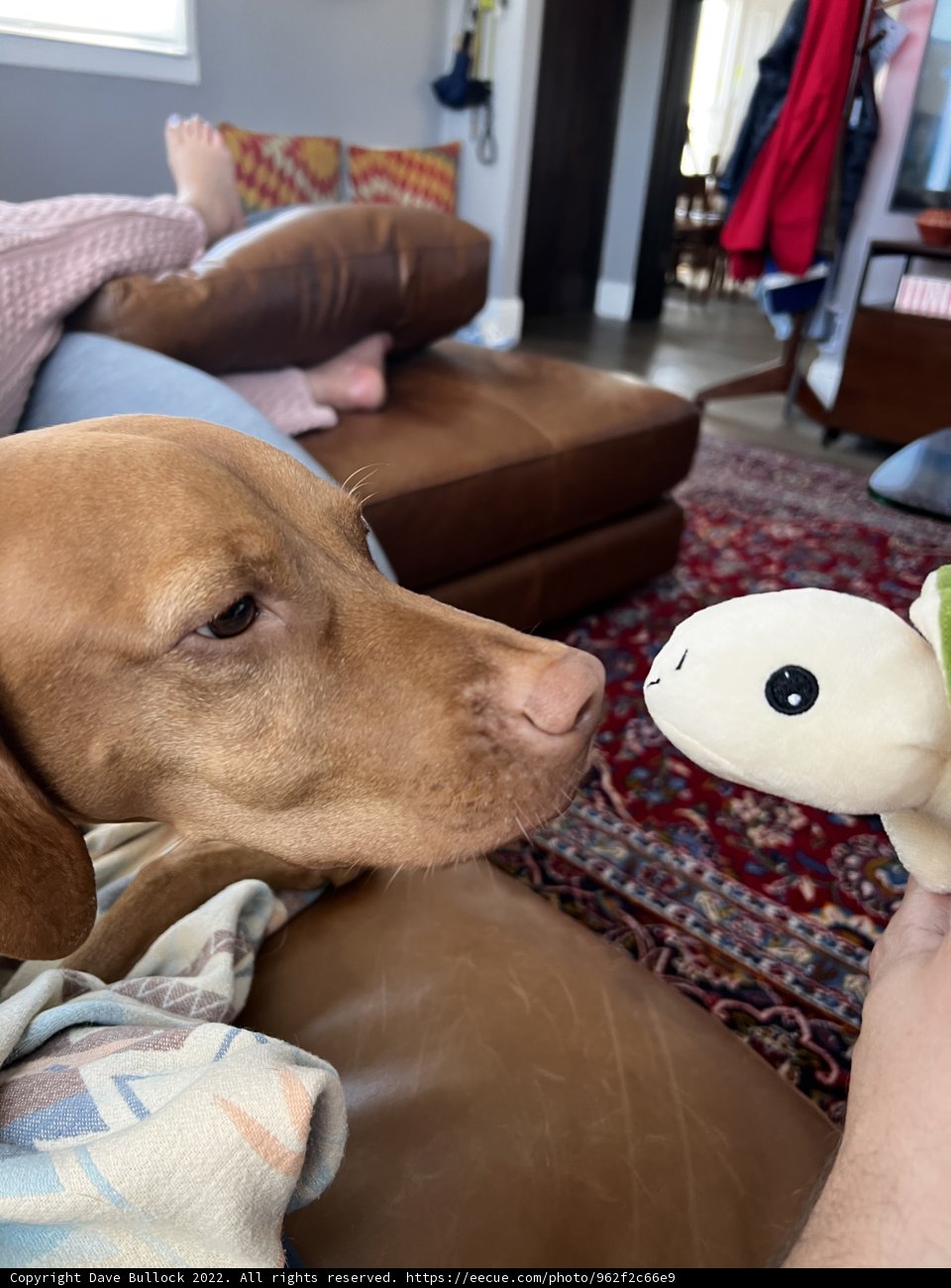 A Puppy's Playtime
