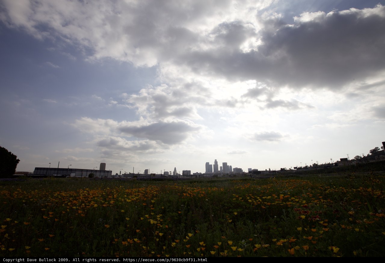 Blooming Skyscrapers