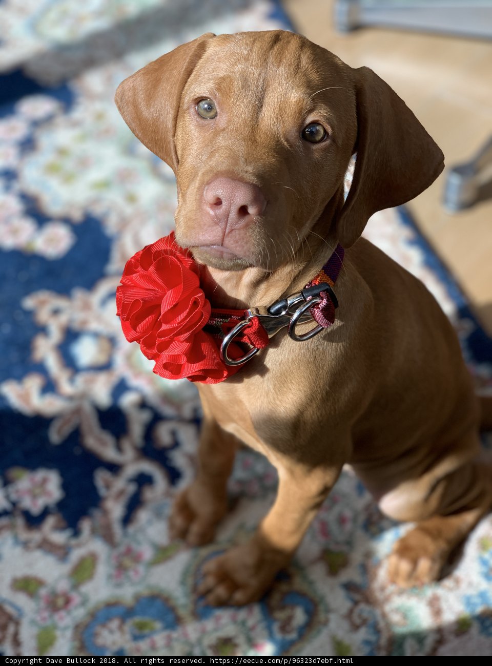 Pretty in Red