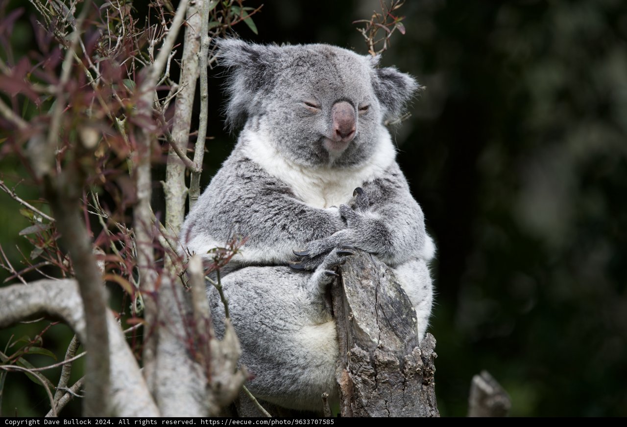 Charming Koala at SF Zoo