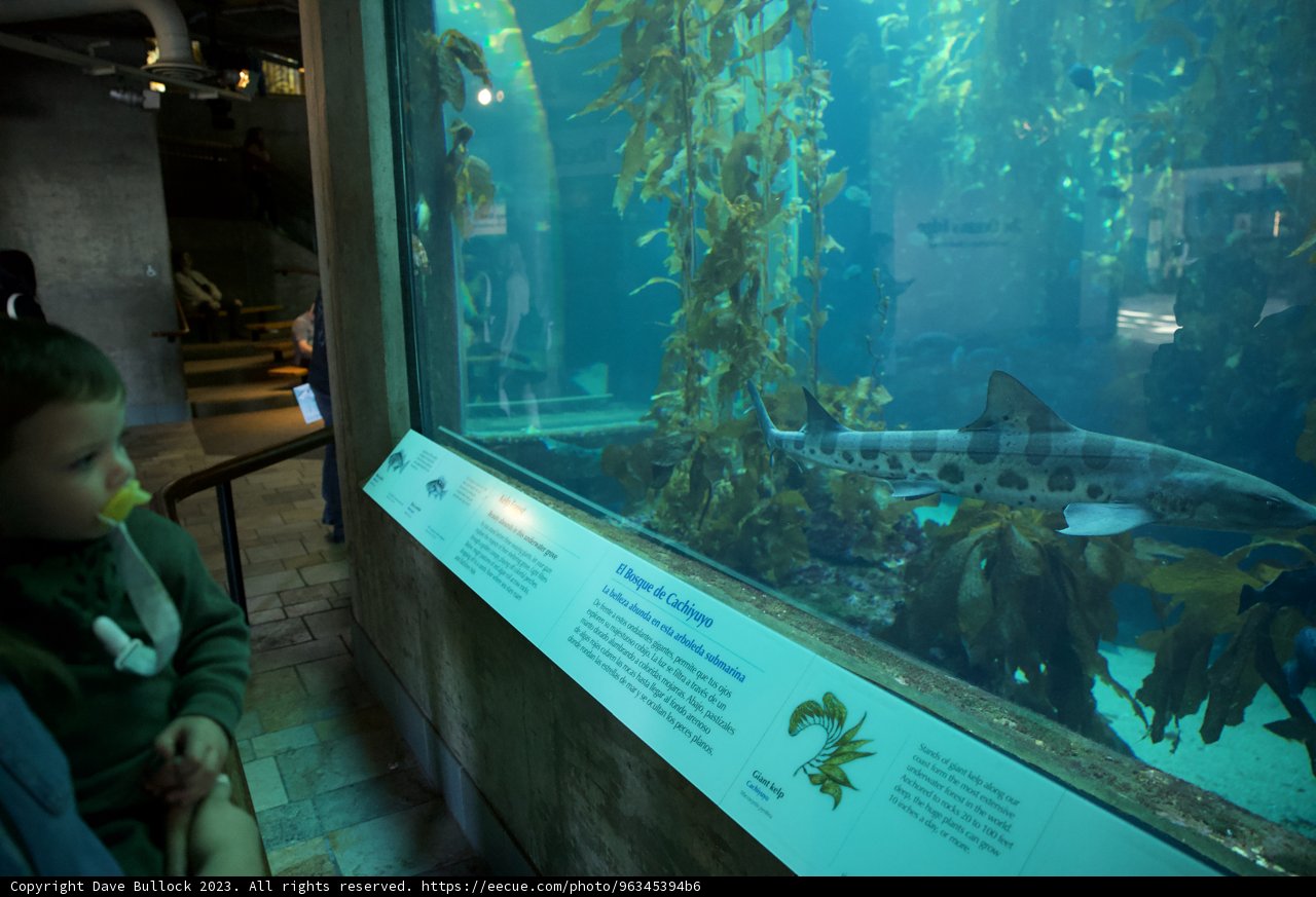 Fascination Underwater: Discovery in Monterey Bay Aquarium