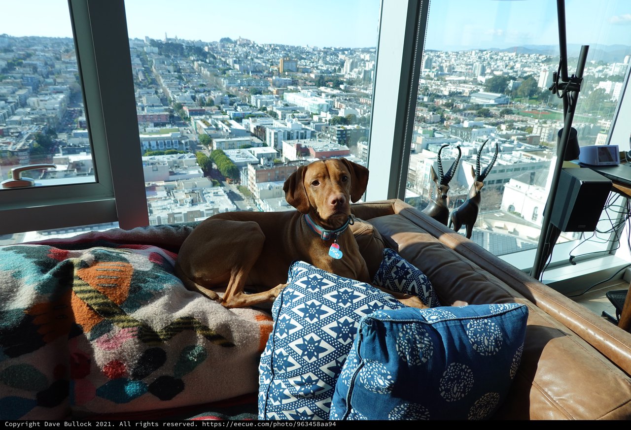 Dog Relaxing in High-Rise Apartment View