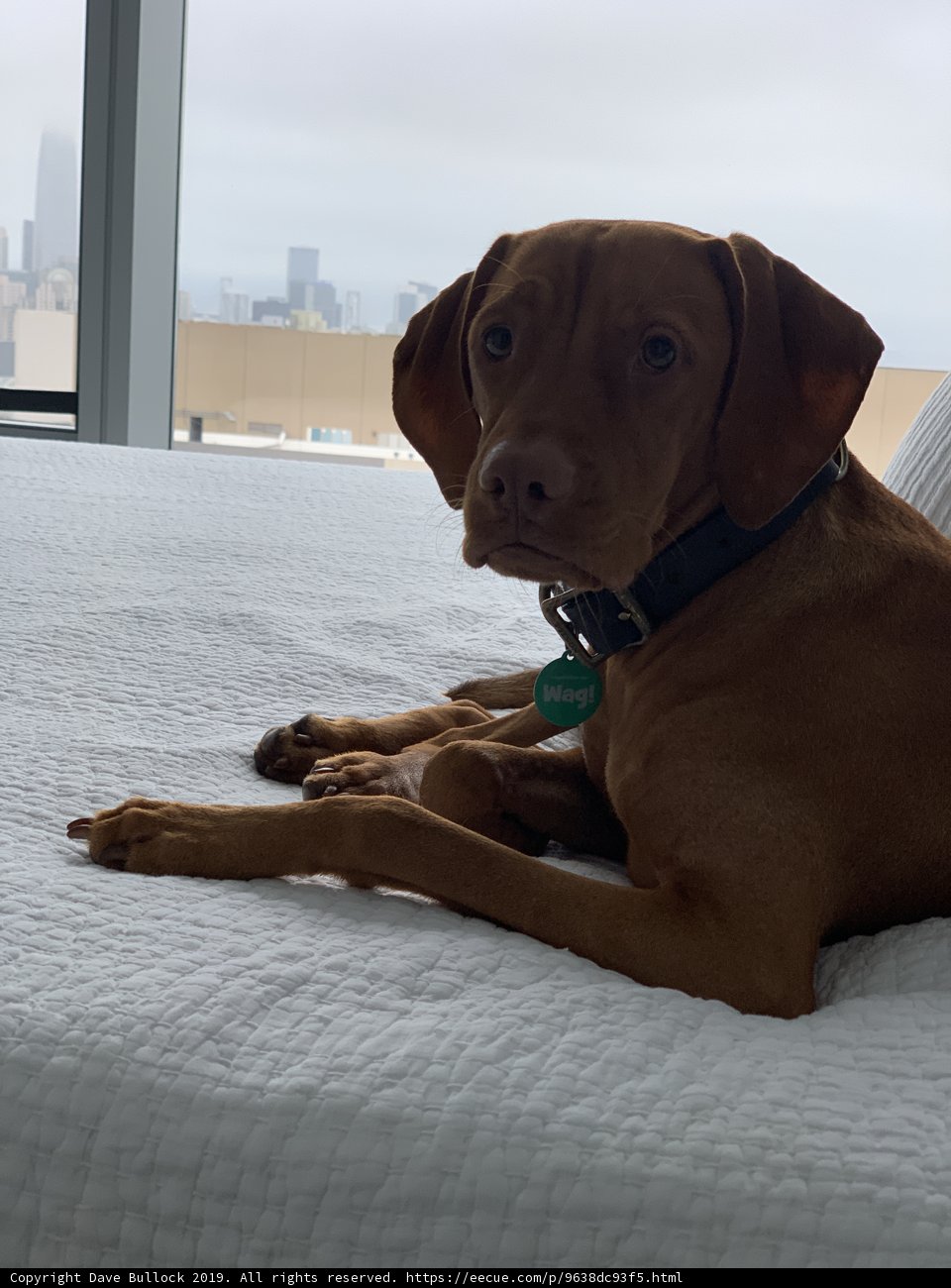 Urban Pup