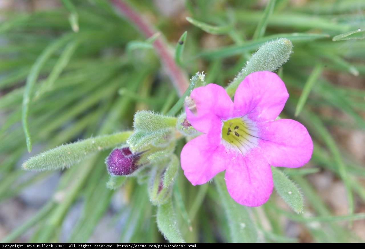 Pink Geranium with Water Droplets