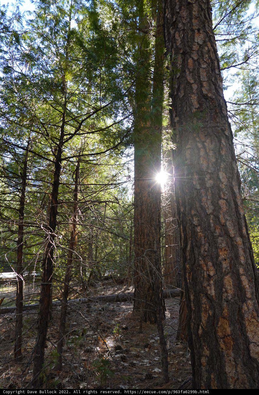 Sun-kissed Trees in the Forest