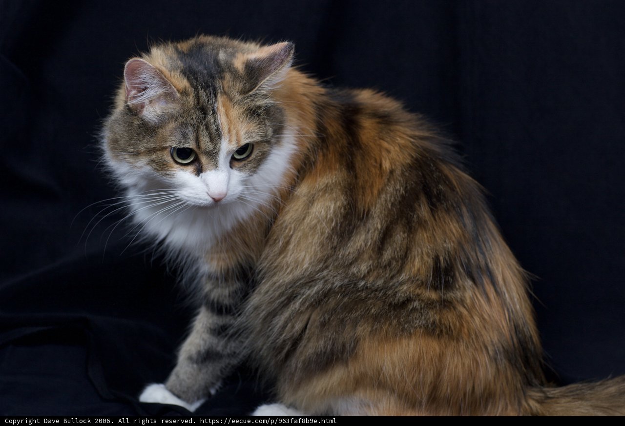 Calico Manx Cat in Deep Thought