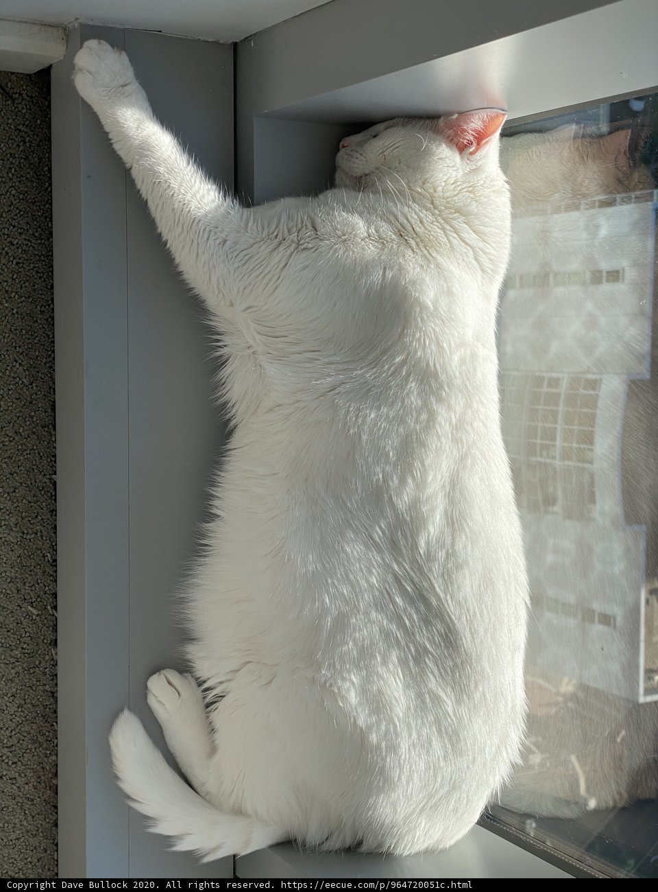 Resting on the Window Sill