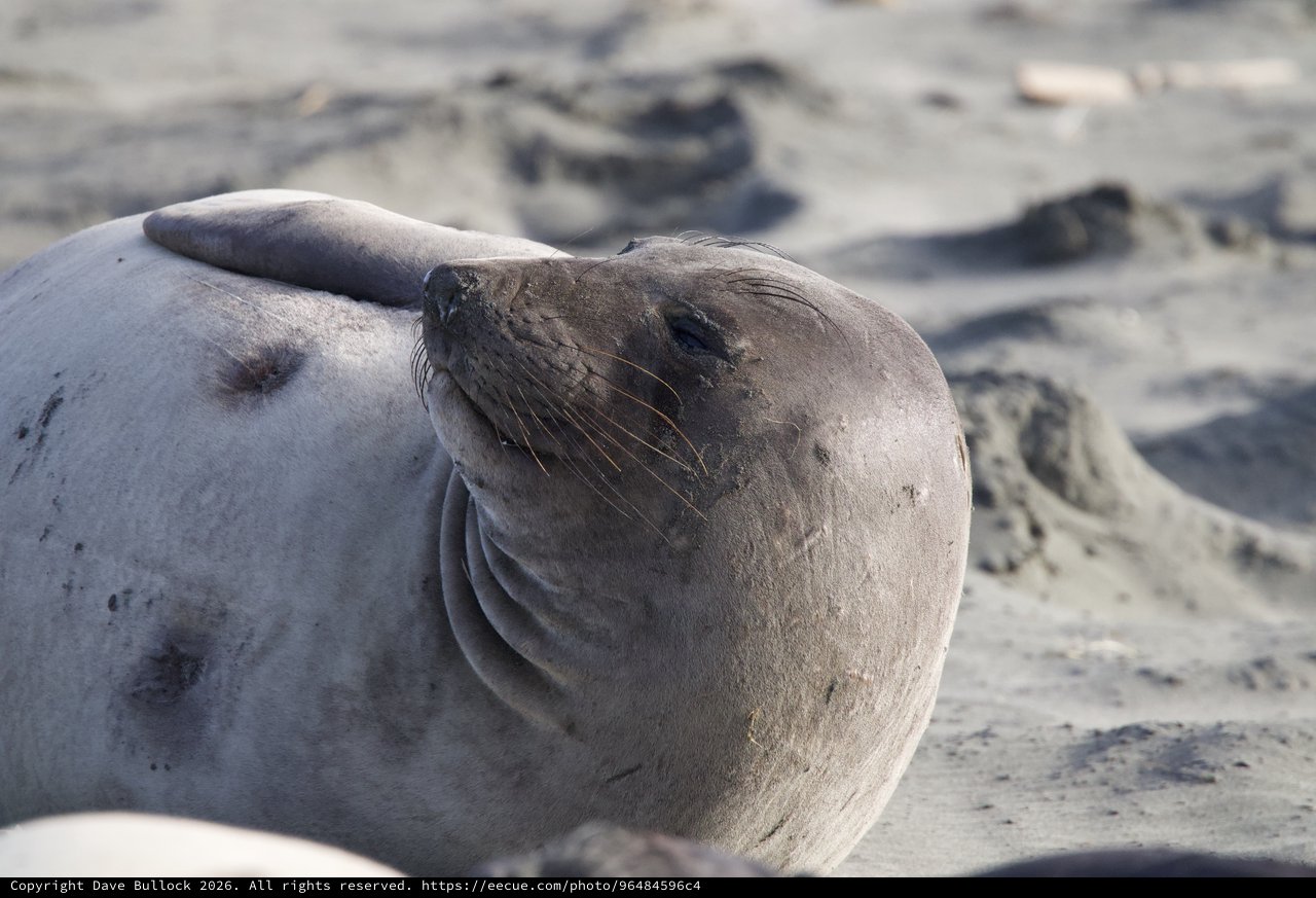 Elephant Seal Resting on Sandy Beach at Drakes