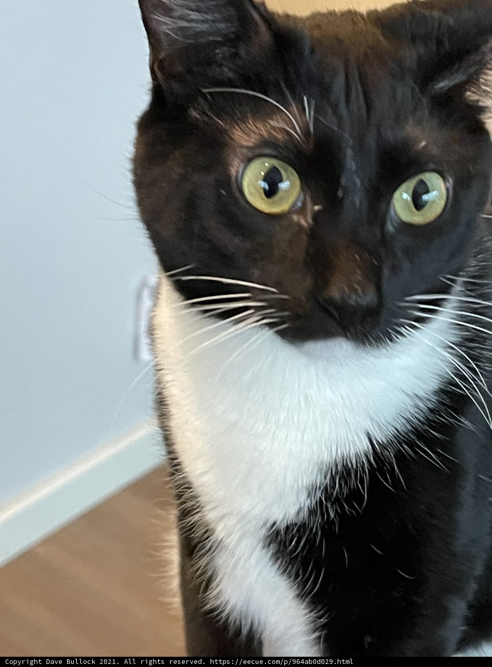 The Elegant Feline
