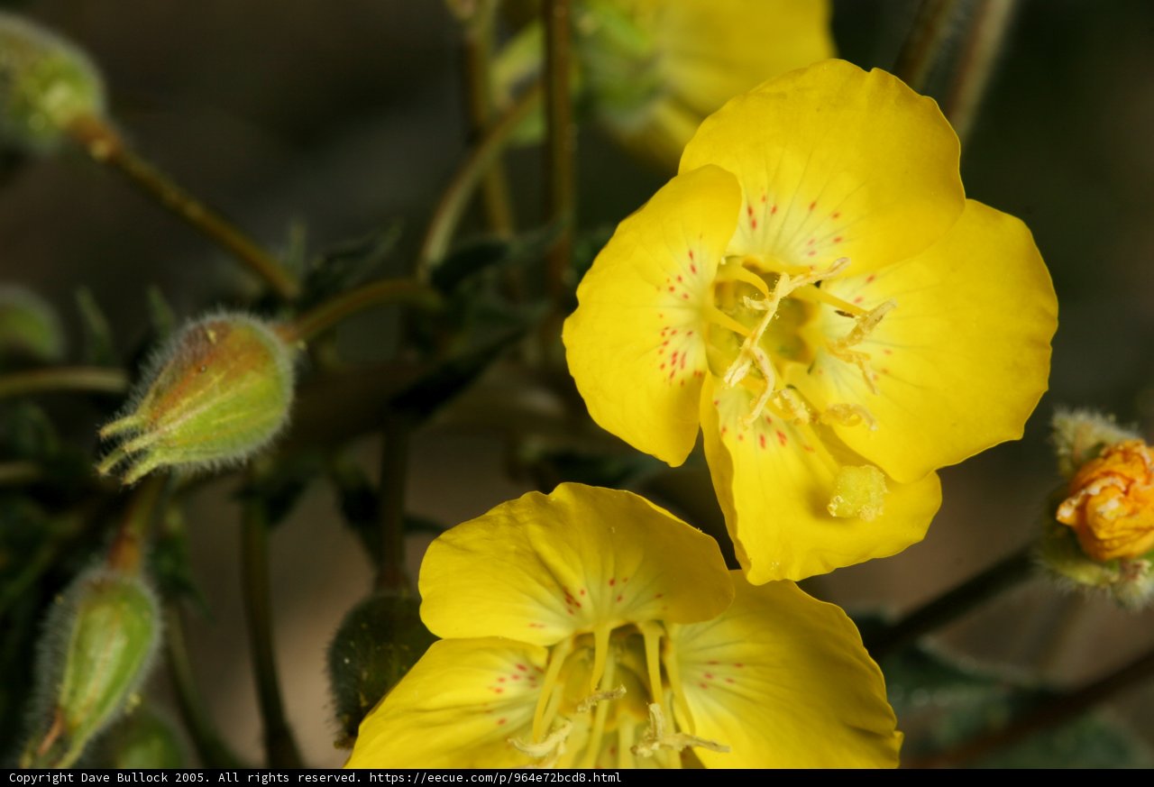 Blooming Beauty in the Desert