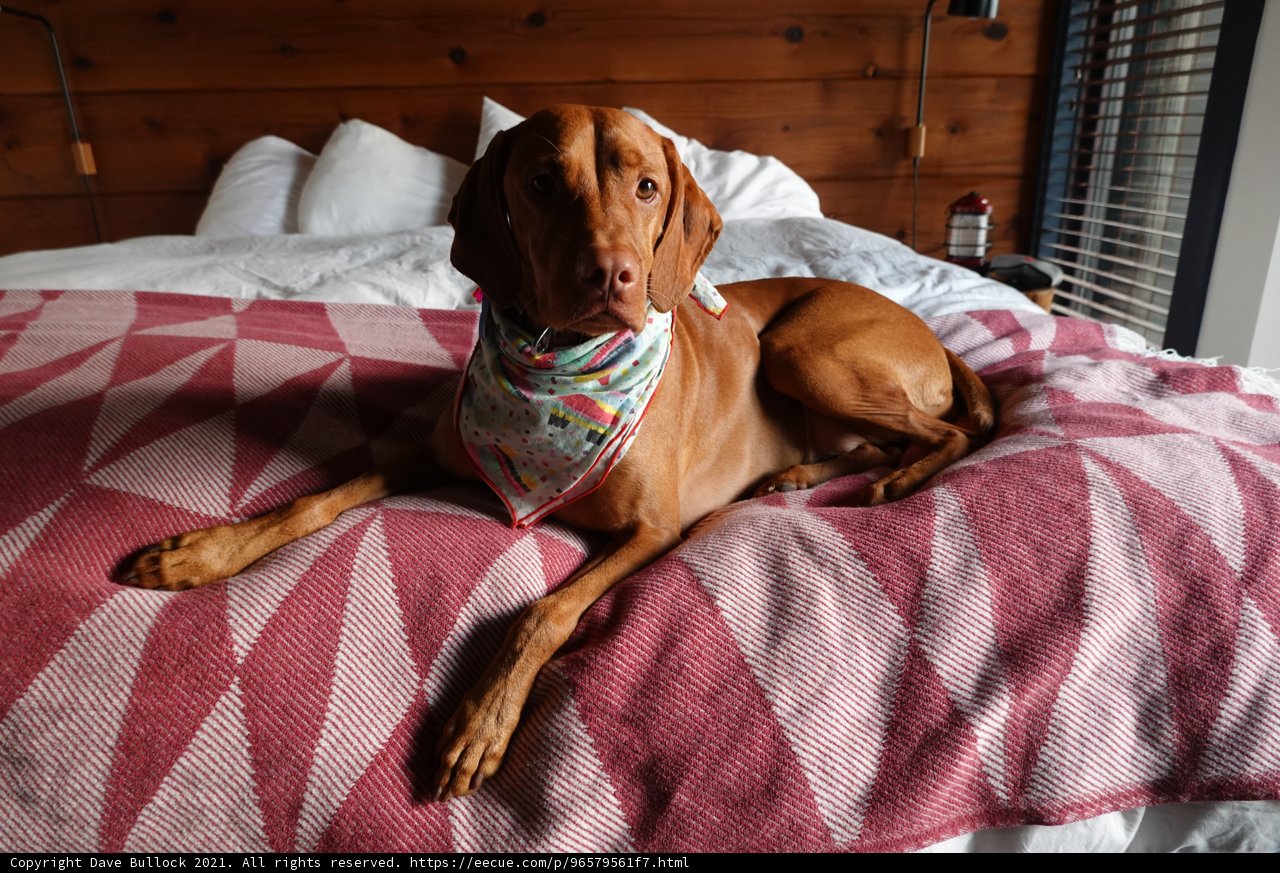 Snoozing in Style