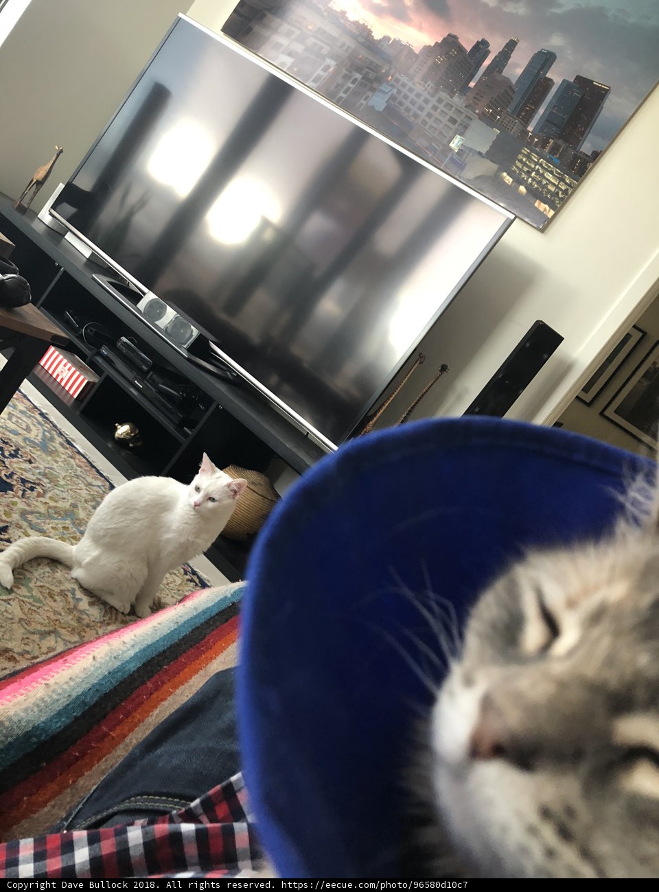 Cone of Shame