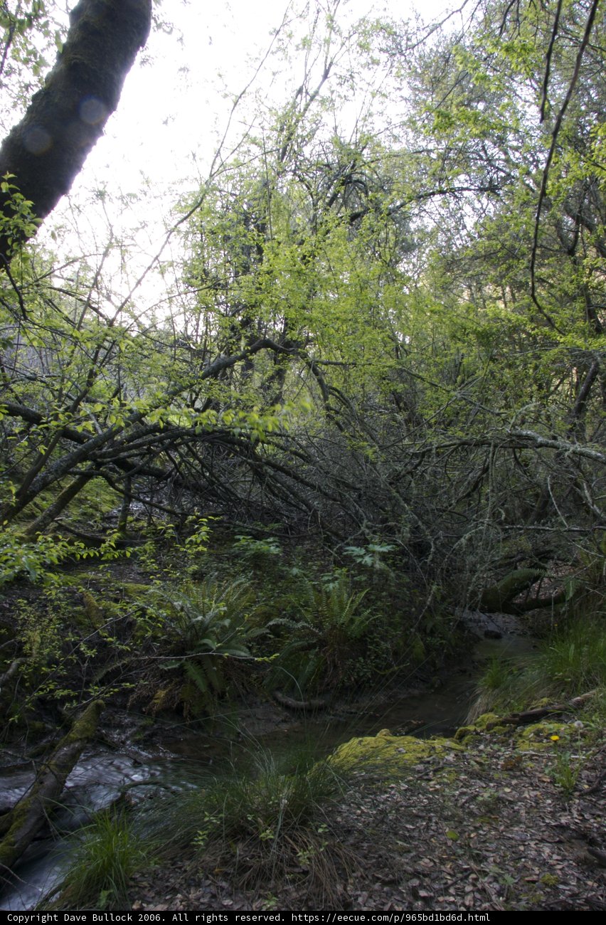 Serene Stream Flowing through Woodland