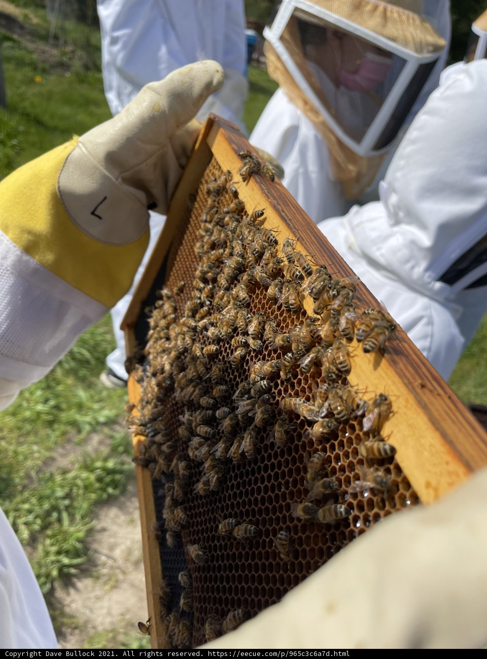 Beekeeper Tending to Bees in Carmel, CA