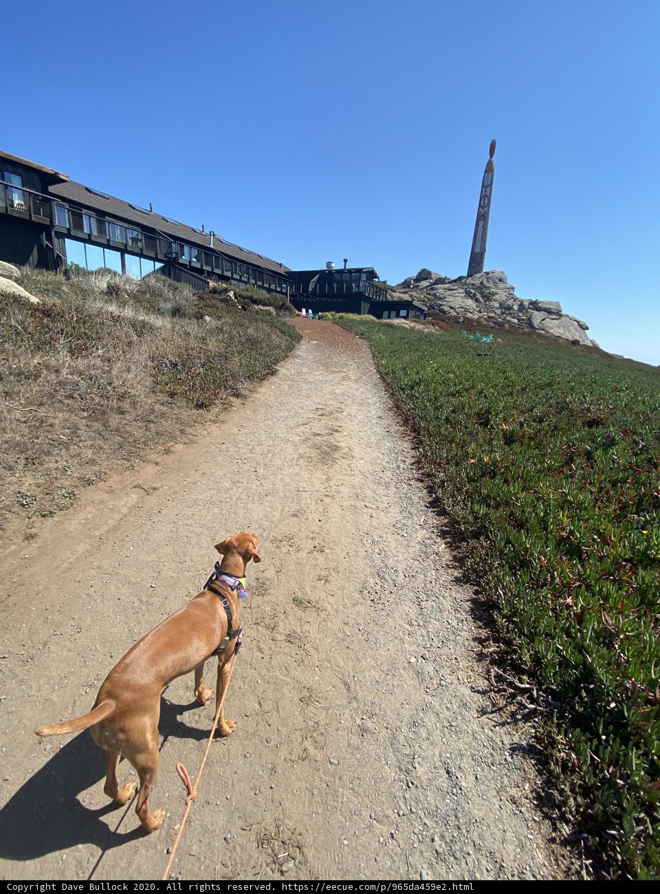 Walking the Path with My Furry Friend