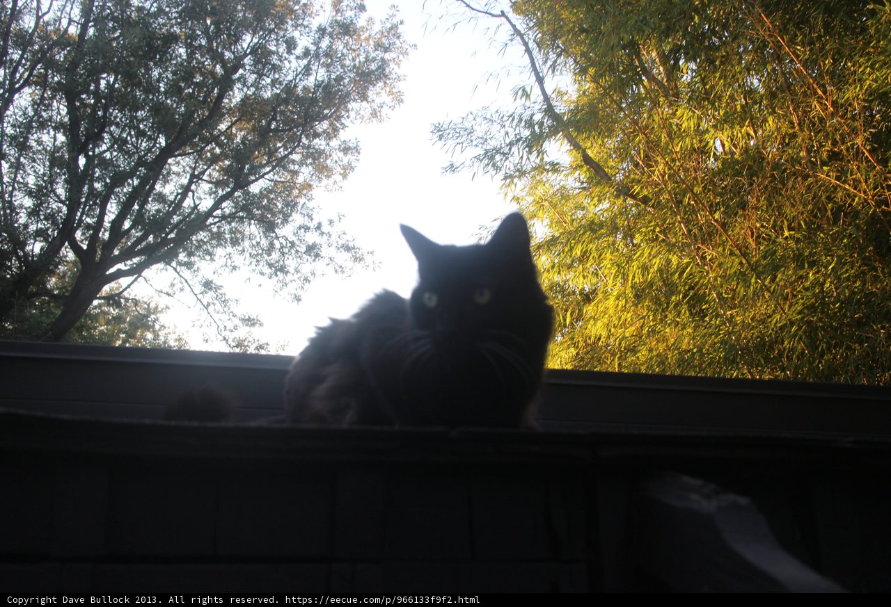 The Watchful Guardian