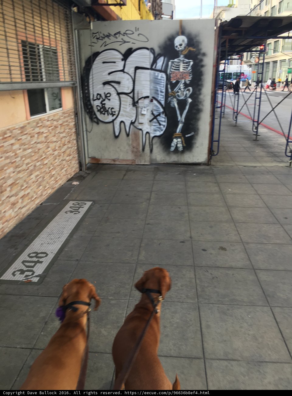 Two dogs taking a scenic stroll on a graffiti-covered sidewalk