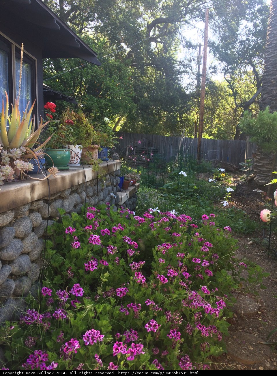 A Tranquil Backyard Garden Oasis