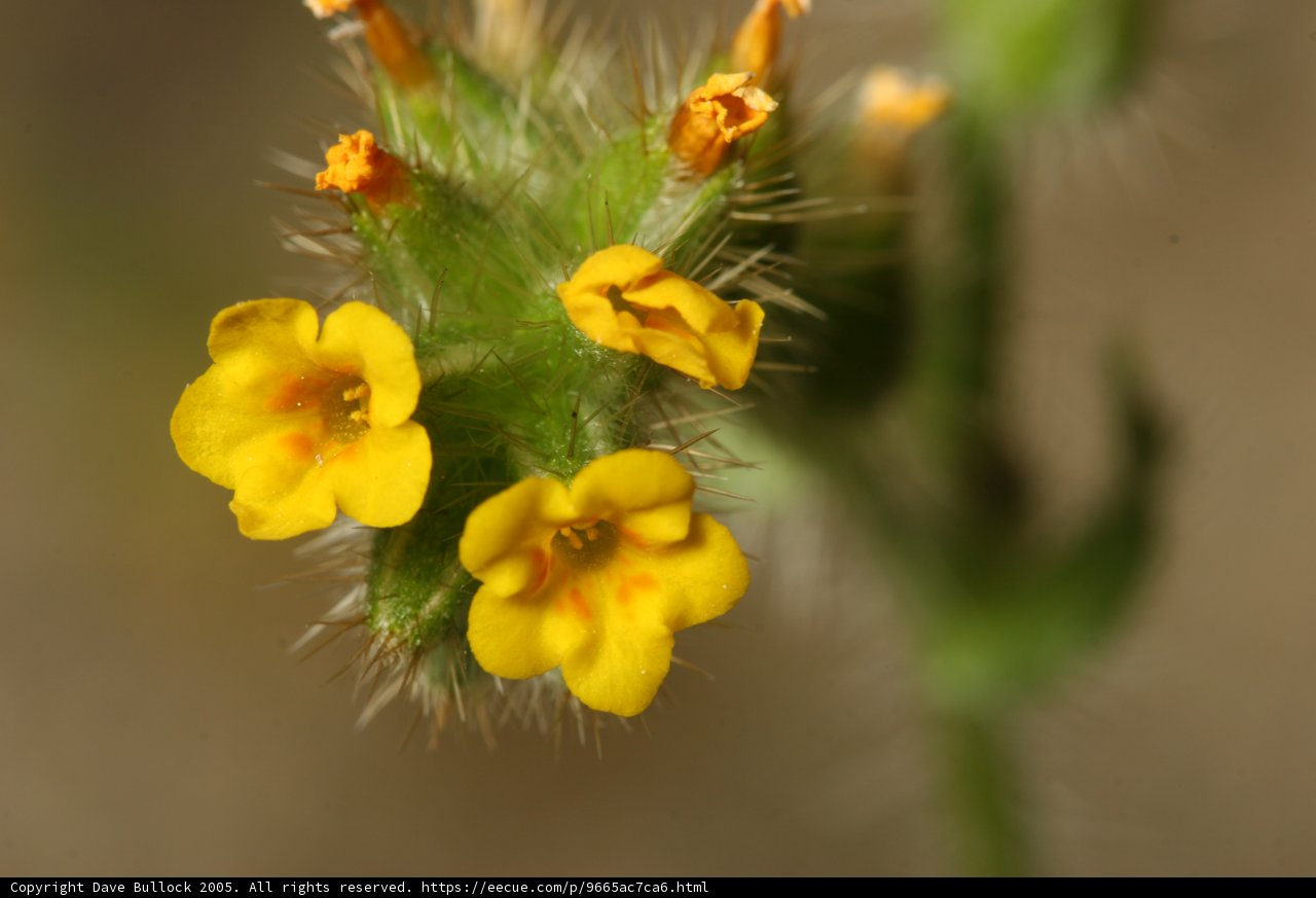 Yellow Geranium in Bloom