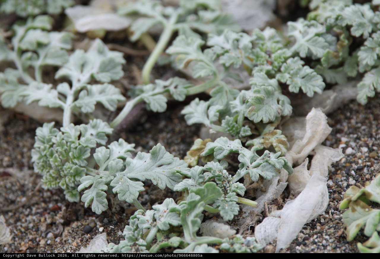 Silver-Leaved Coastal Plants Thriving in Sandy Habitat