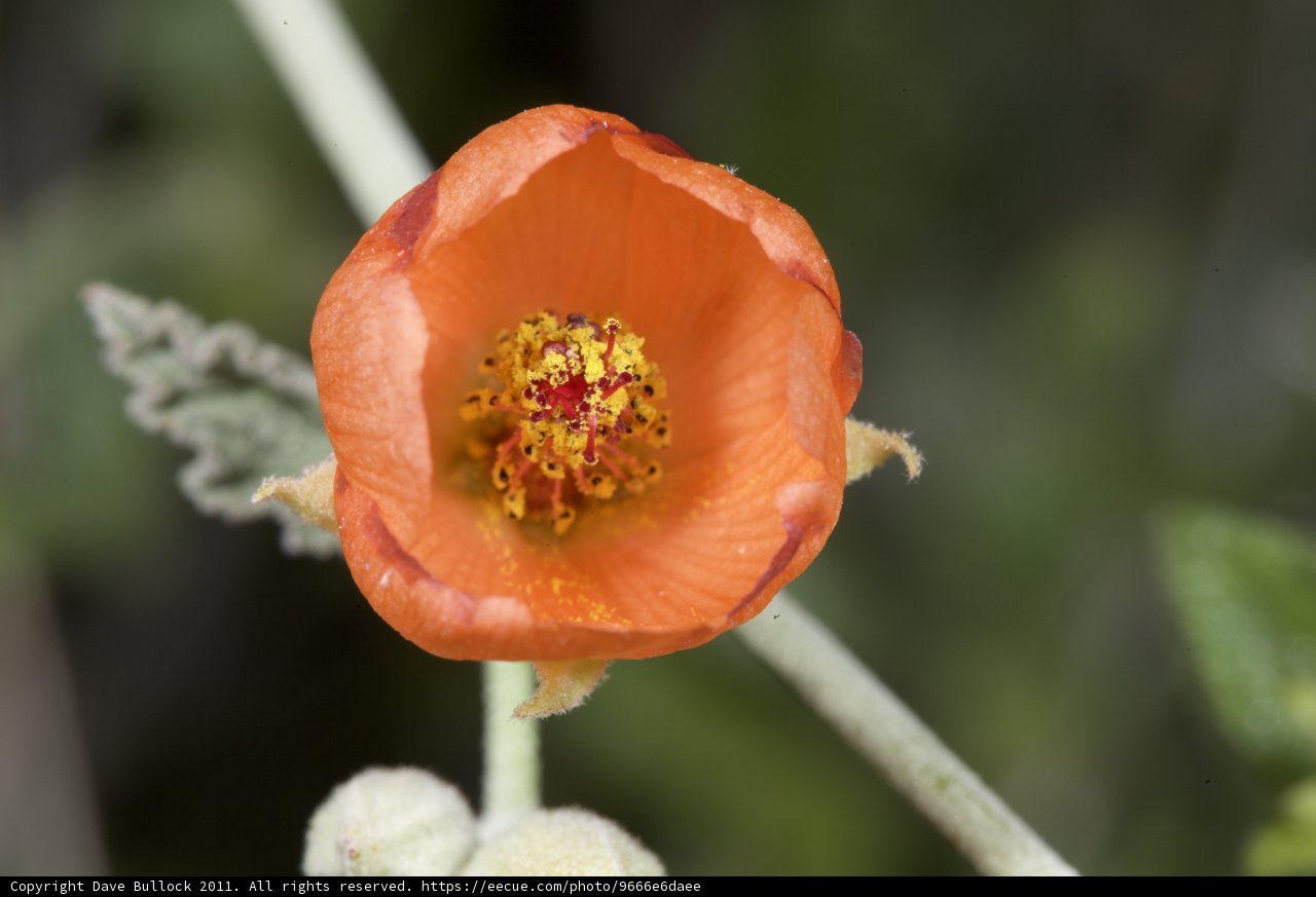 Beautiful Orange Flower