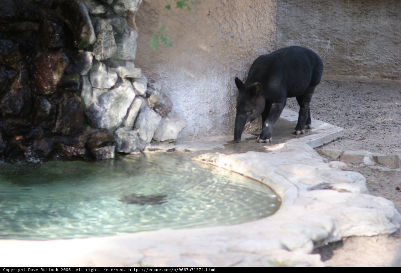 Majestic Black Boar by the Water