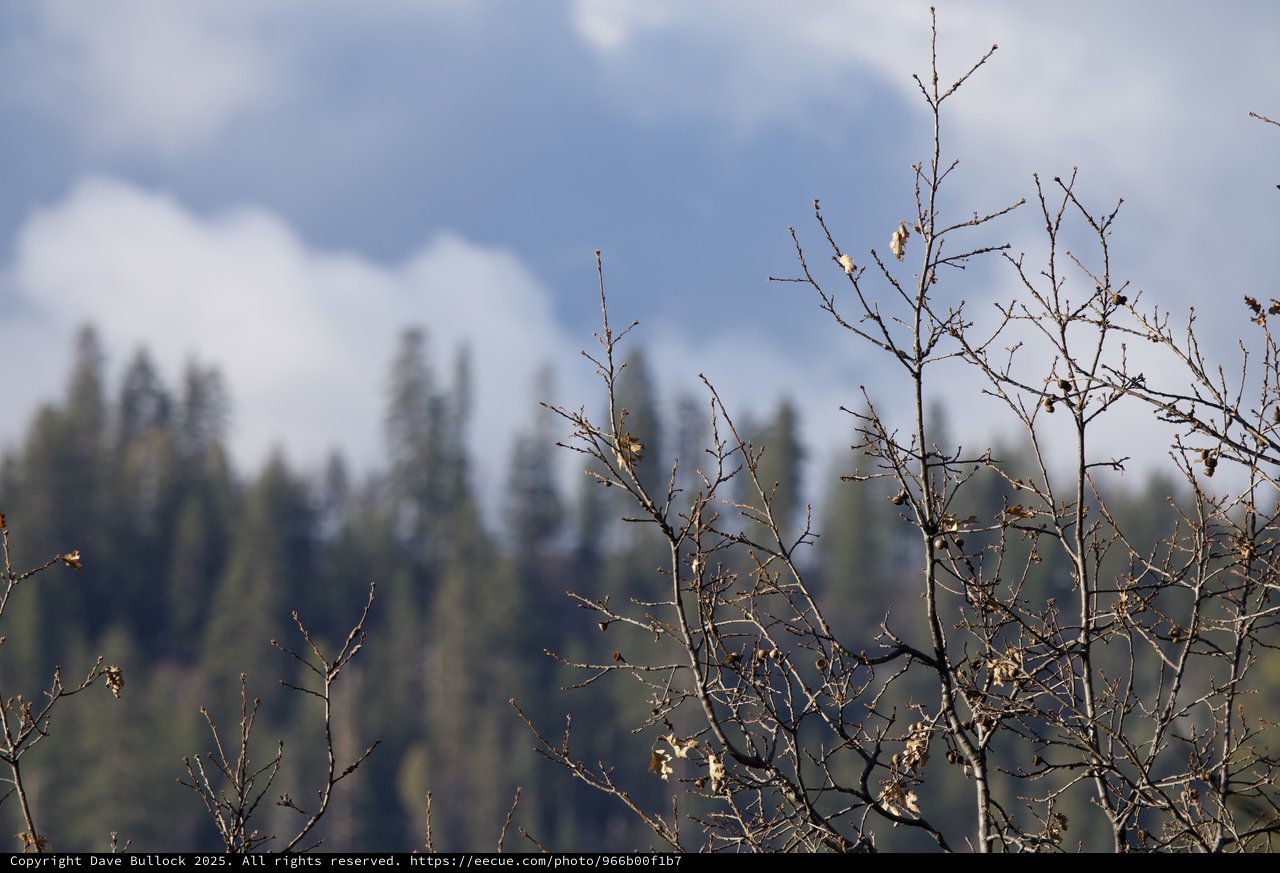 Bare Winter Branches Against Misty Forest Landscape