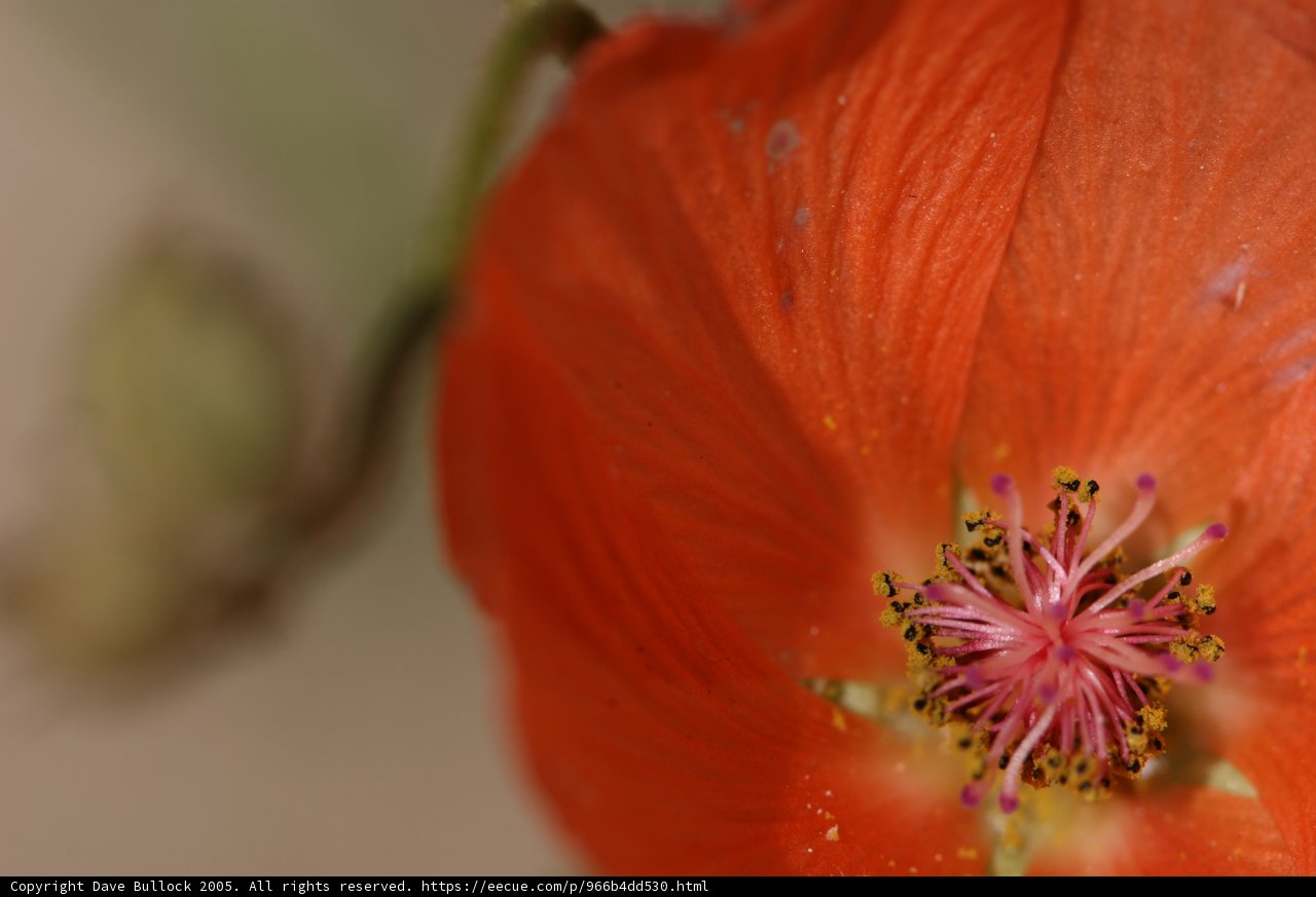 The Intricate Details of an Orange Geranium Flower
