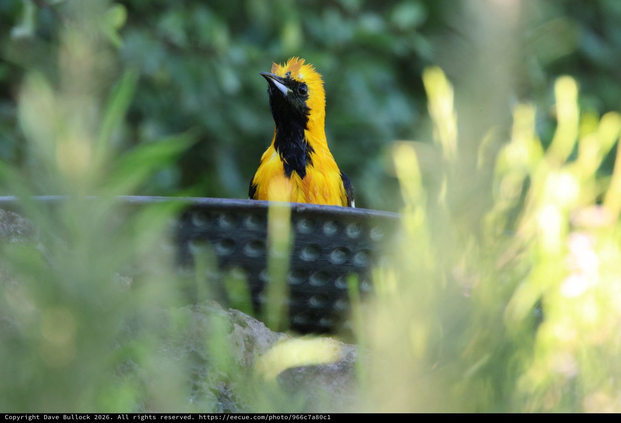 Vibrant Hooded Oriole Perched Among Garden Foliage