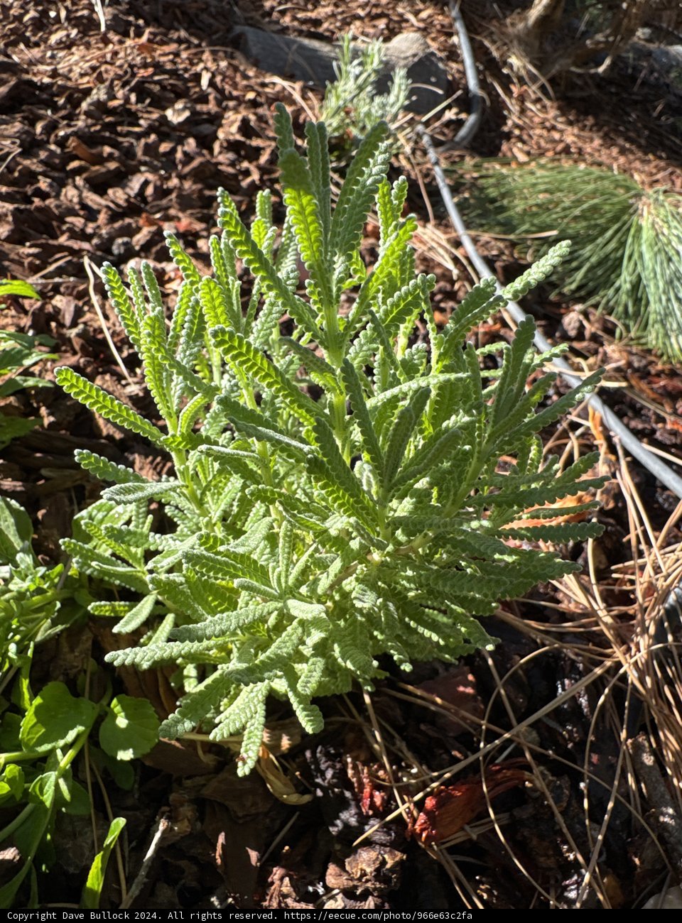 Verdant Emergence