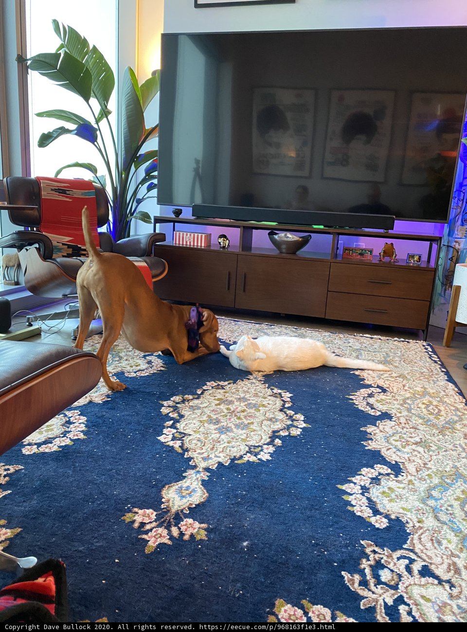 Playtime in the Living Room