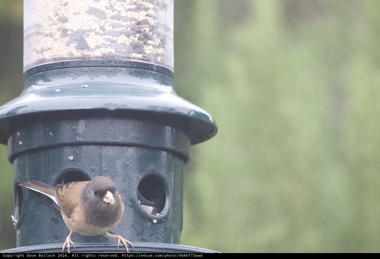 Brown Bird Perched at Weathered Green Bird Feeder