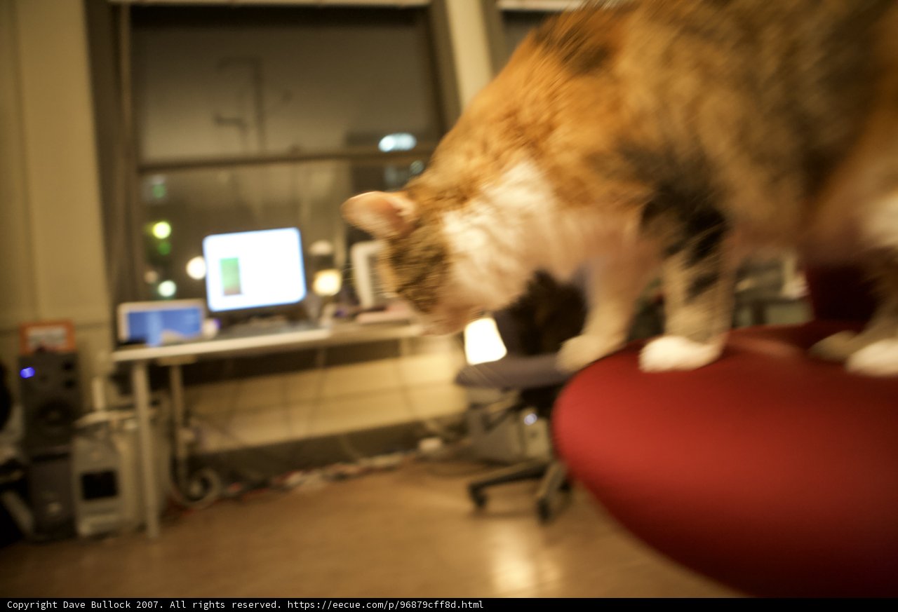 Feline Tech Support