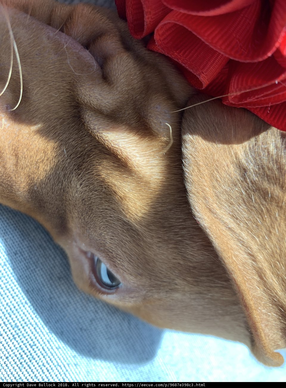 Puppy Love with a Bow