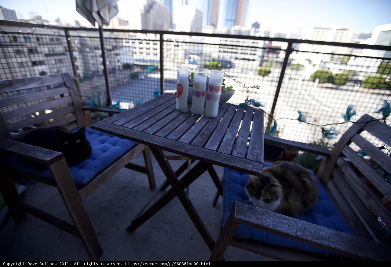 City Cats
