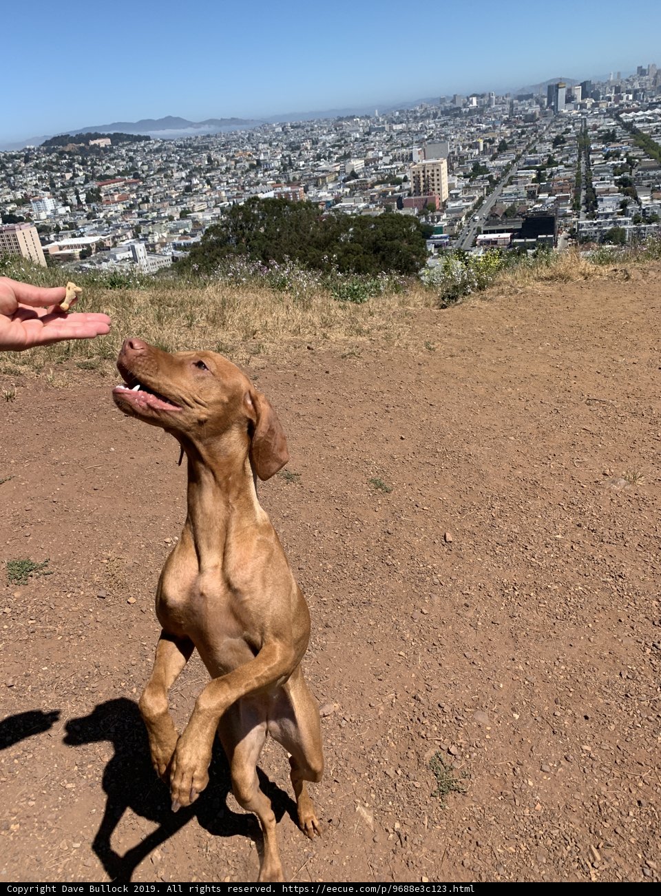 The Vizsla and the Treat on Top of Bernal Heights