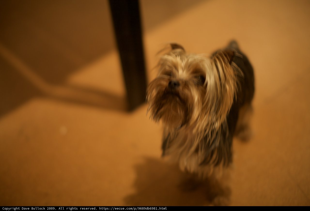 Adorable Affenpinscher Puppy